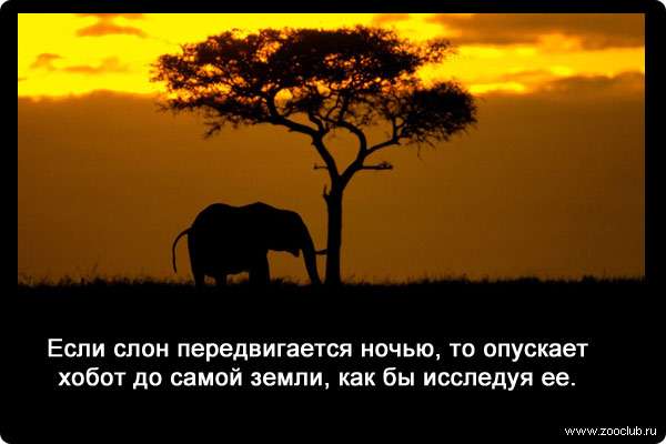 Если слон передвигается ночью, то опускает хобот до самой земли, как бы исследуя ее. 