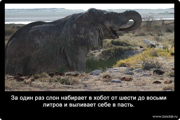 За один раз слон набирает в хобот от шести до восьми литров и выливает себе в пасть.