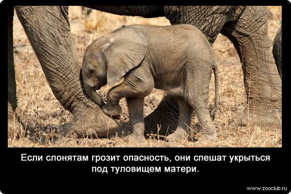 Если слонятам грозит опасность, они спешат укрыться под туловищем матери. 