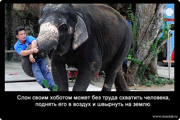 Слон своим хоботом может без труда схватить человека, поднять его в воздух и швырнуть на землю.