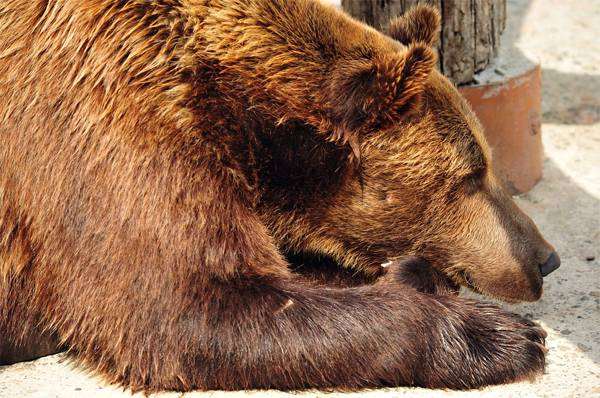 Бурый медведь (Ursus arctos), фото хищники, фотография