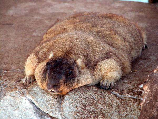 Степной сурок, или байбак (Marmota bobak), грызуны фото фотография