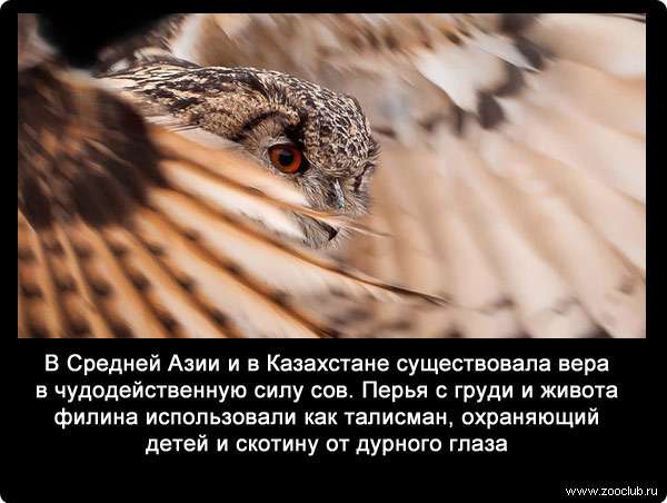 В Средней Азии и в Казахстане существовала вера в чудодейственную силу сов. Перья с груди и живота филина использовали как талисман, охраняющий детей и скотину от дурного глаза.