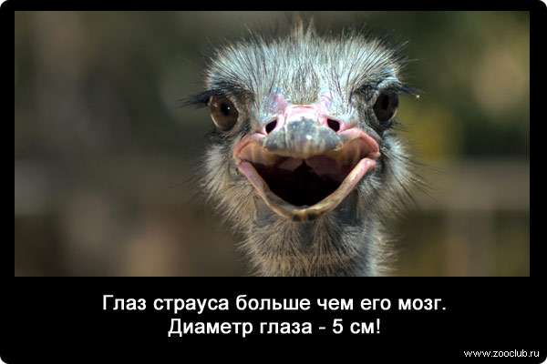 Глаз страуса больше чем его мозг. Диаметр глаза - 5 см!
