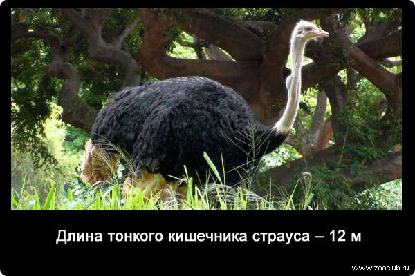 Длина тонкого кишечника страуса - 12 метров.