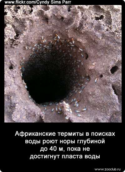 Африканские термиты в поисках воды роют норы глубиной до 40 м, пока не достигнут пласта воды.