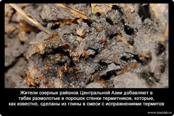Жители озерных районов Центральной Азии добавляют в табак размолотые в порошок стенки термитников, которые, как известно, сделаны из глины в смеси с испражнениями термитов.