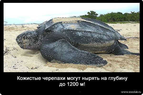 Кожистые черепахи могут нырять на глубину до 1200 м!