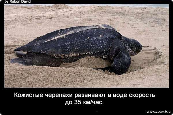 Кожистые черепахи развивают в воде скорость до 35 км/час.