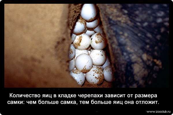 Количество яиц в кладке черепахи зависит от размера самки: чем больше самка, тем больше яиц она отложит.
