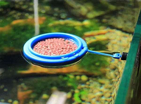 Плавающая кормушка для аквариумных рыб, фото фотография