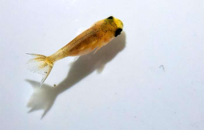 Малек ранчу (золотая рыбка), фото фотография