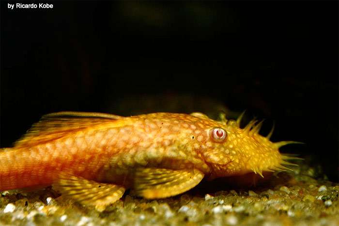 Анцитрус, сомик-анцистр (Ancistrus dolichopterus), фото фотография аквариумные рыбки
