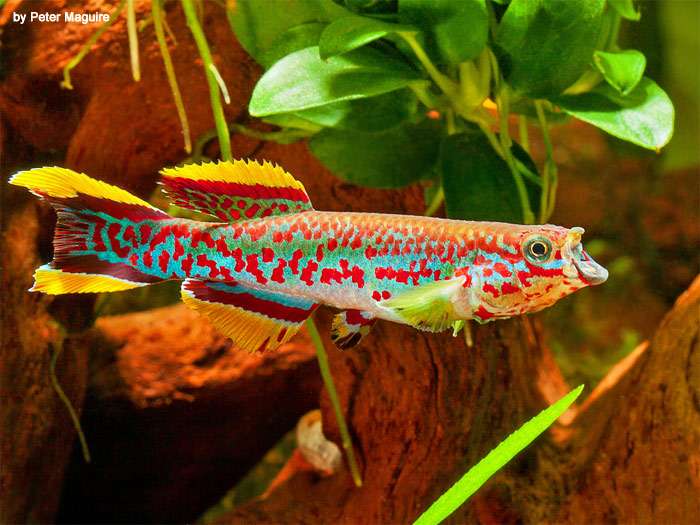 Афиосемион Гарднера (Fundulopanchax gardneri nigerianus), фото фотография аквариумные рыбки