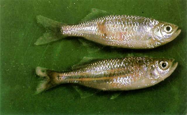 Триходиноз с бактериальной инфекцией у данио, фото фотография паразиты рыб