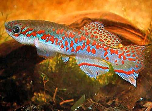 Афиосемион гулярис (Fundulopanchax gularis), фото фотография аквариумные рыбы