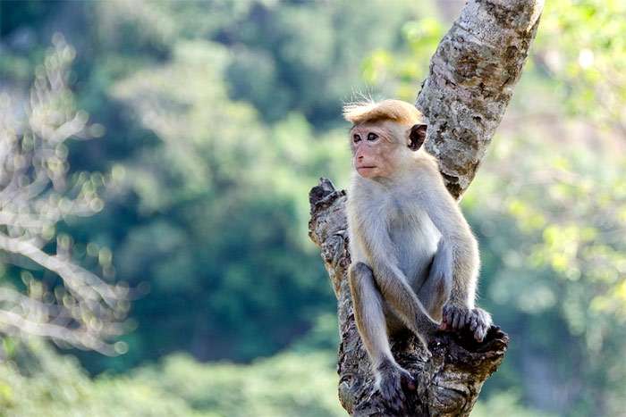Макака сидит на дереве, фото фотография приматы