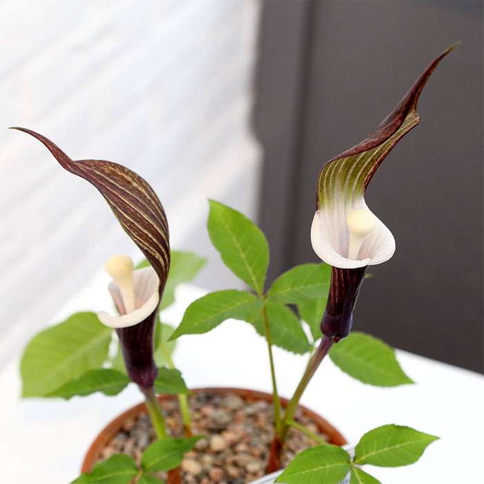 Аризема сикокская (Arisaema sikokianum), фото фотография растения