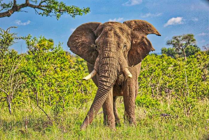 Одинокий африканский слон, фото фотография