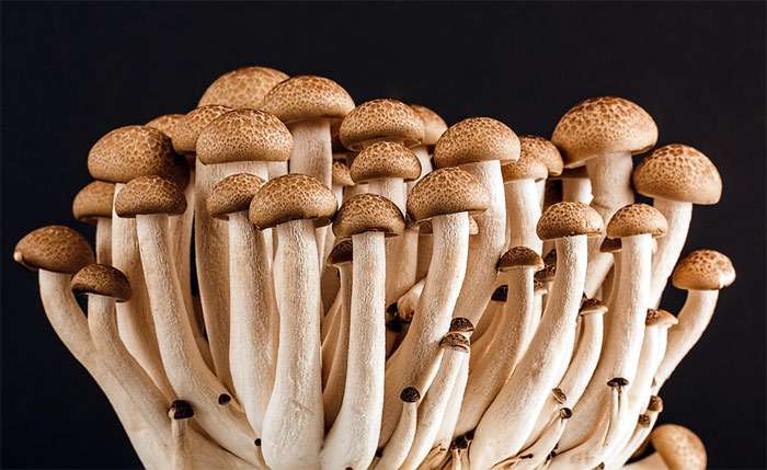 Лесные грибы, фото фотография