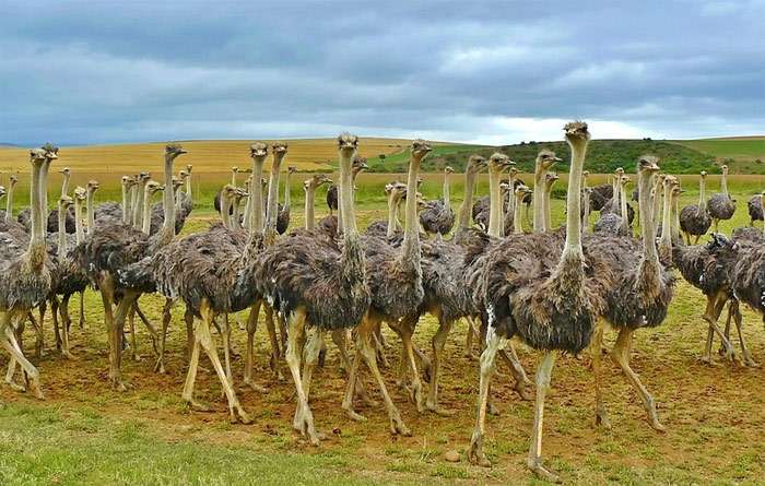 Группа страусов, фото фотография птицы