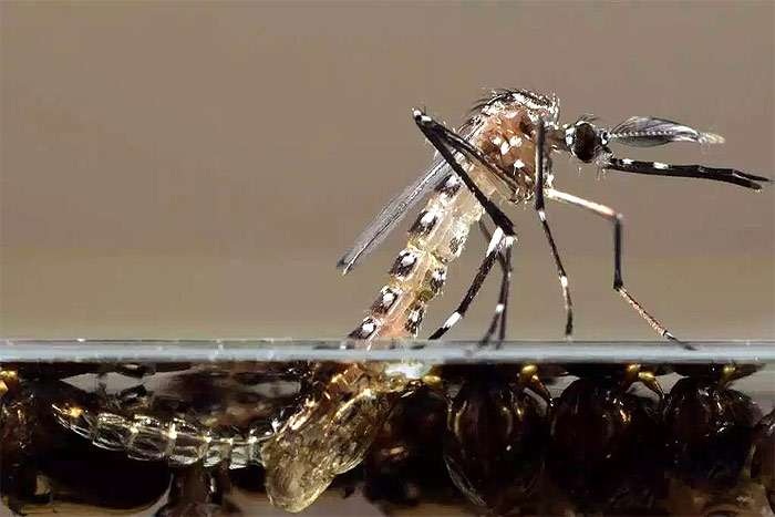 Антималярийный комар, фото фотография насекомые