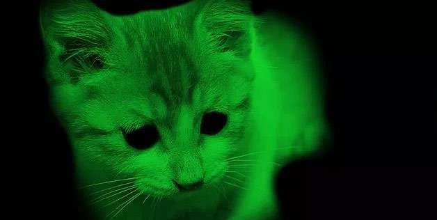 Светящийся в темноте котенок, фото фотография 