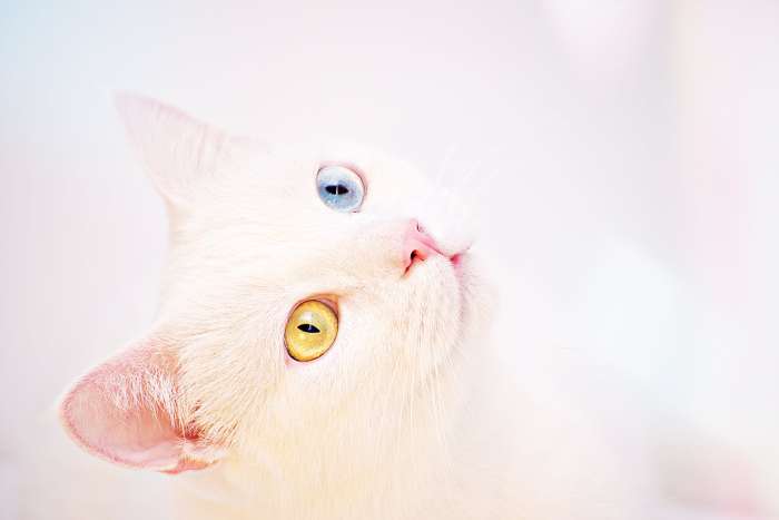 Белая кошка с разными глазами, фото фотография
