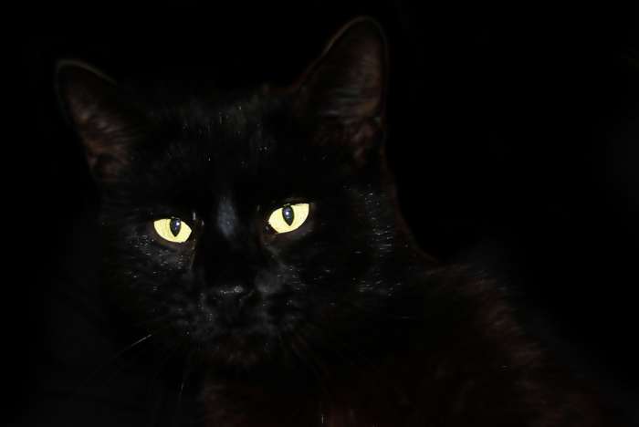 Черная кошка на черном фоне, фото фотография