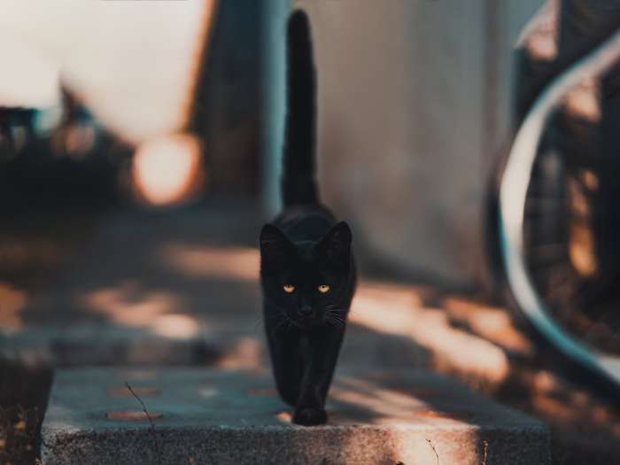 Черная кошка идет по улице, фото фотография