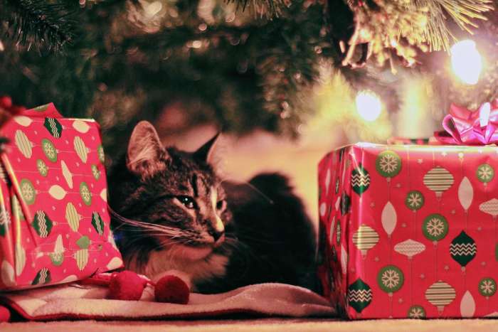 Кошка лежит около коробок с новогодними подарками, фото фотография