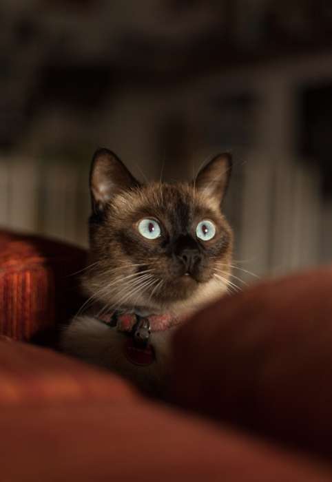 Заинтересованная тайская кошка, фото фотография