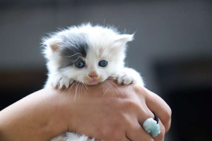 Маленький котенок в женской руке, фото фотография