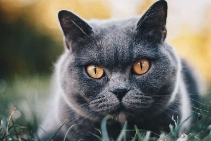 Британский короткошерстный кот, фото фотография