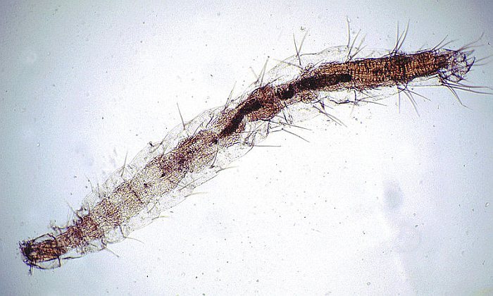 Личинка кошачьей блохи (Ctenocephalides felis), фото фотография паразиты кошек