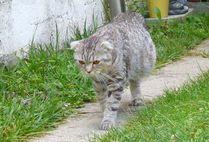 Кот больной инфекционным перитонитом, фото фотография