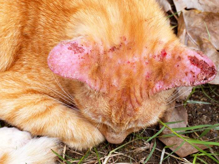 Кошка больная микроспорией (стригущим лишаем), фото фотография
