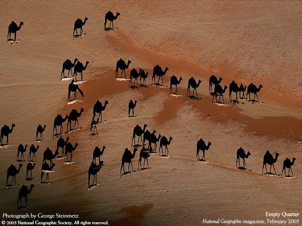 Дикие верблюды, идущие по пустыни. Вид сверху, фото фотография фотообои