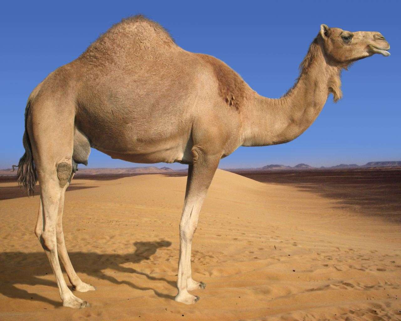  ,  (Camelus dromedarius),    