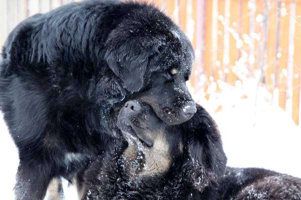 Тибетский мастиф, фото собаки, породы собак фотография