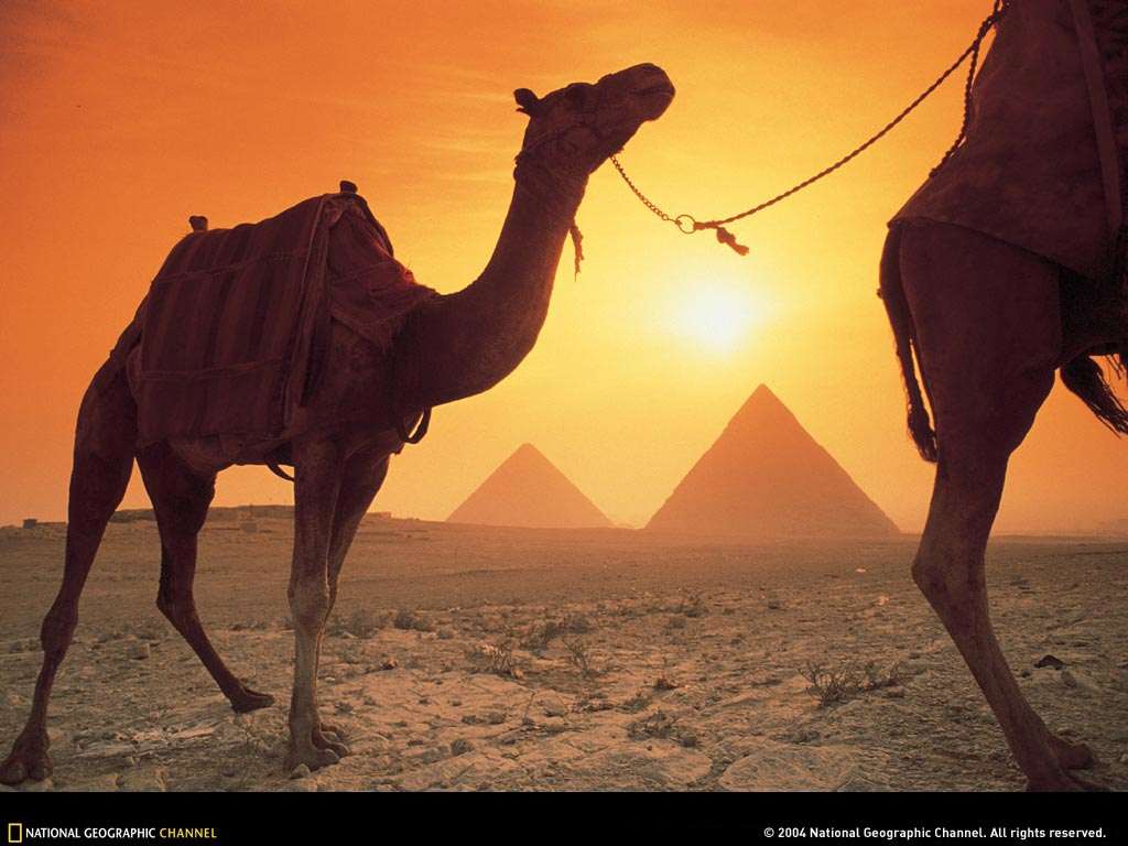 Закат. Верблюды. Пирамиды, фото фотография фотообои