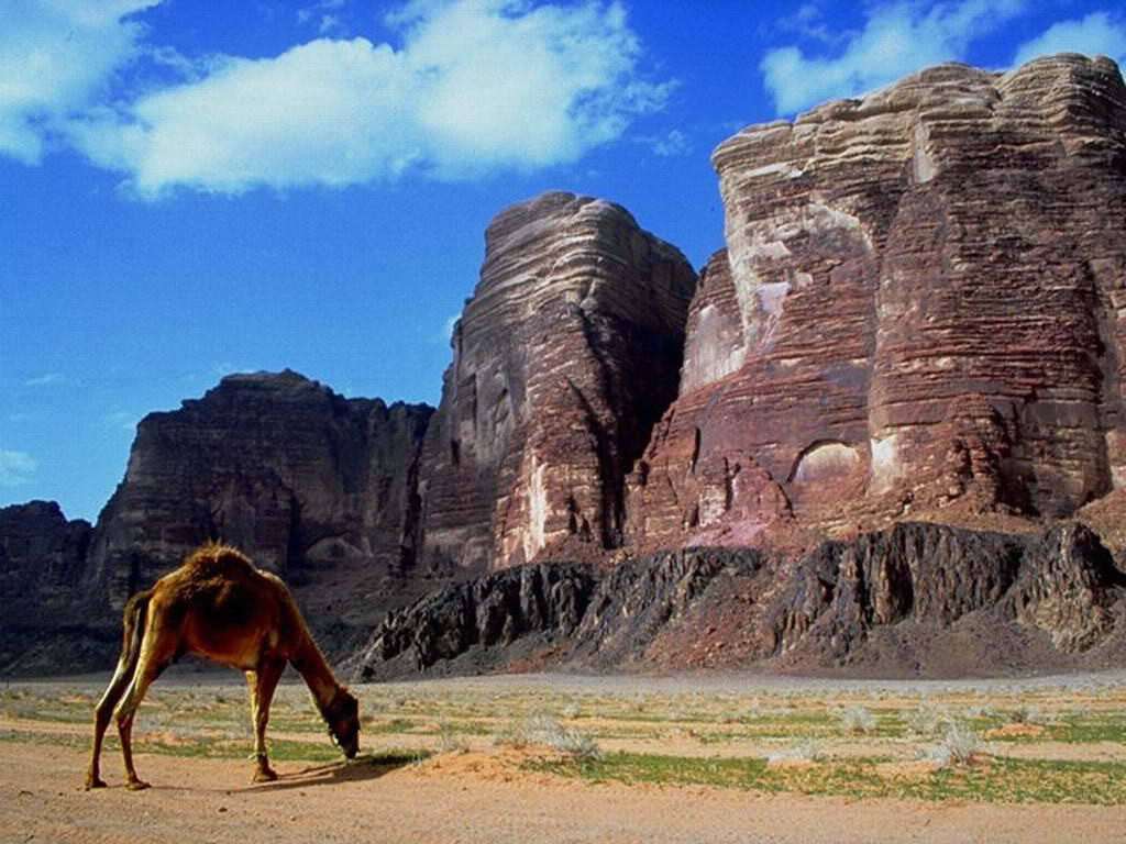 Пасущийся у гор одногорбый верблюд (Camelus dromedarius), фото фотография фотообои