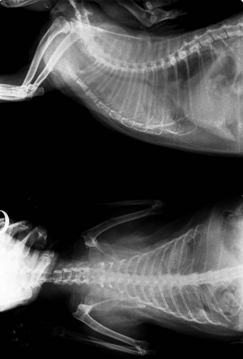 Рентген FeLV-положительной кошки с раком легкого, фото фотография