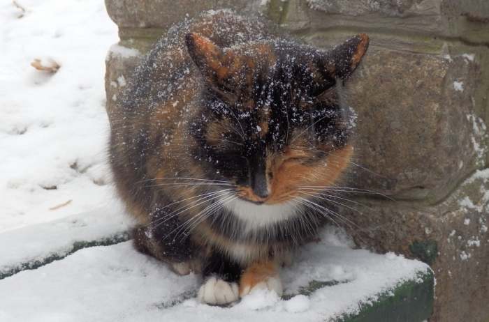 Бездомная кошка ежится от холода под снегом, фото фотография