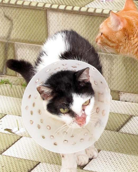 Пищевая аллергия у кошки, кошка в елизаветенском воротнике, фото фотография