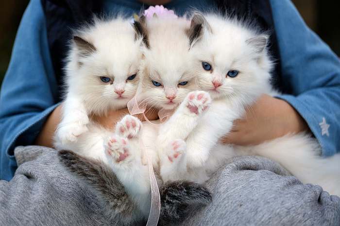 Три котенка рэгдолла, фото фотография