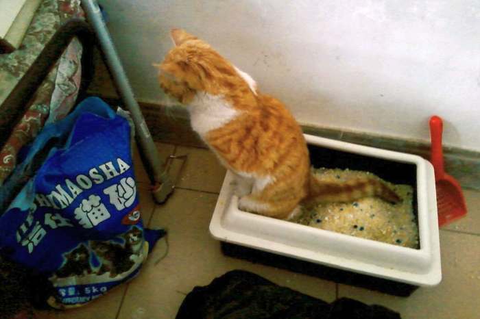 Кот с урологическим синдромом в лотке, фото фотография