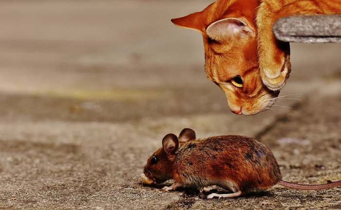 Кошка наблюдает за мышью, фото фотография