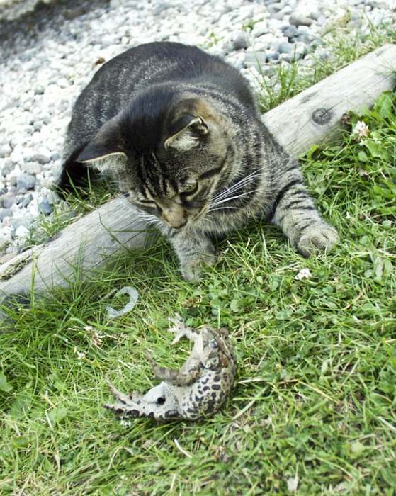 Кошка охотится на жабу, фото фотография