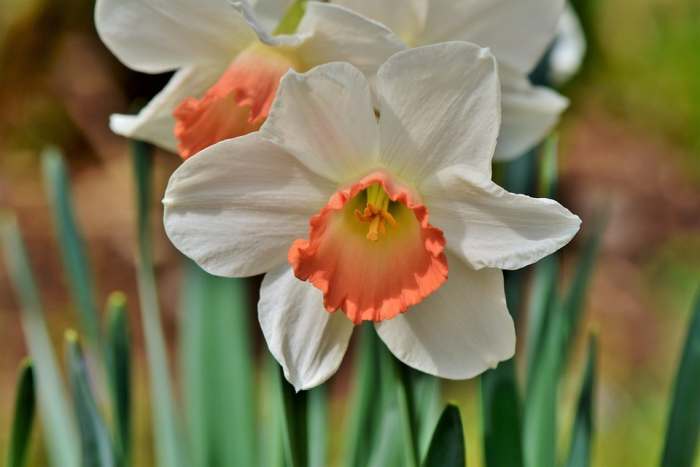 Нарцисс (Narcissus), фото фотография